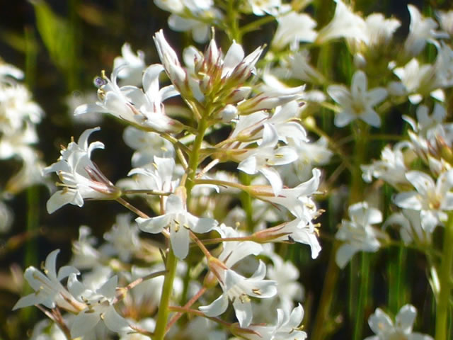 トウサワトラノオ