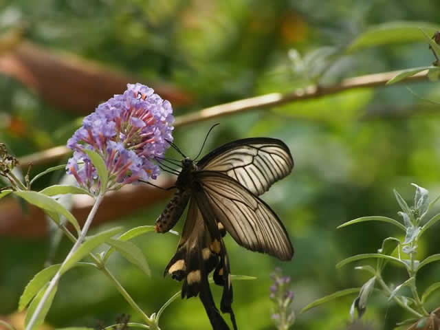 ジャコウアゲハ