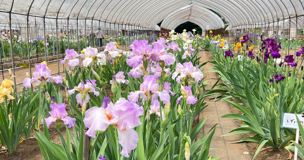 石橋あやめ園