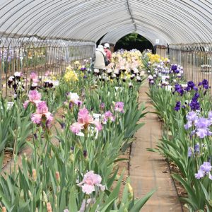 石橋あやめ園 アイリス祭り