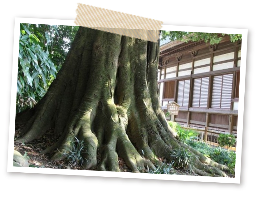 龍興寺 シラカシの巨木