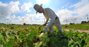 「かんぴょう」ができるまで
